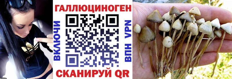 закладки  Петровск-Забайкальский  Псилоцибиновые грибы MAGIC MUSHROOMS 
